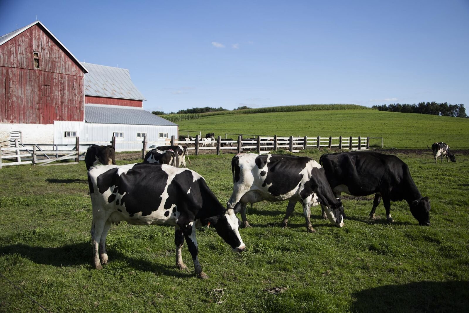 Dairy farm landscape near Westby, Wisconsin — Photo: Royalbroil, CC BY-SA 3.0